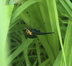 Ctenucha rubroscapus