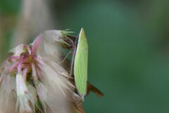 Draeculacephala constricta