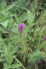 Melampyrum arvense