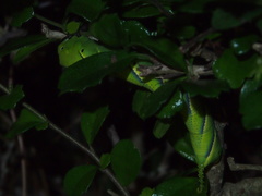 Acherontia