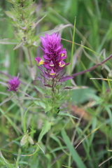 Melampyrum arvense