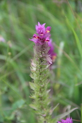 Melampyrum arvense
