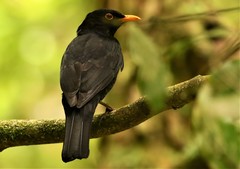 Turdus merula cabrerae