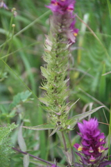 Melampyrum arvense