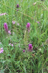 Melampyrum arvense