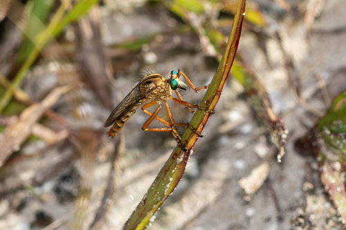 Brown-banded Hanging Thief photo 2