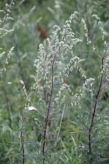 Artemisia vulgaris