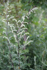 Artemisia vulgaris