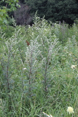 Artemisia vulgaris