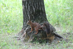 Sciurus vulgaris