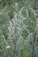 Artemisia vulgaris
