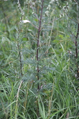 Artemisia vulgaris