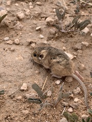 Perognathus