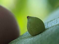 Caryomyia caryaecola