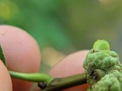 Callirhytis glandulus