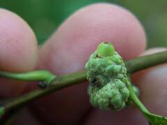 Callirhytis glandulus