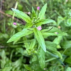 Epilobium roseum