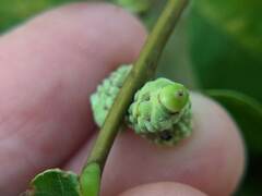 Callirhytis glandulus
