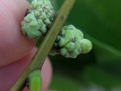 Callirhytis glandulus