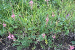 Onobrychis inermis