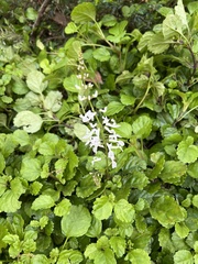 Plectranthus verticillatus