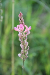 Onobrychis inermis