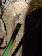 Hemidactylus reticulatus