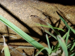 Hemidactylus reticulatus