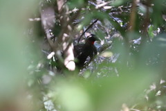 Penelope ochrogaster