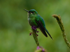 Aglaiocercus