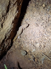 Hemidactylus reticulatus