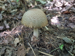 Leccinellum quercophilum