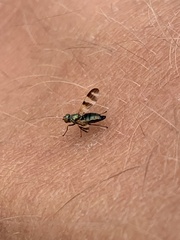 Chaetopsis fulvifrons