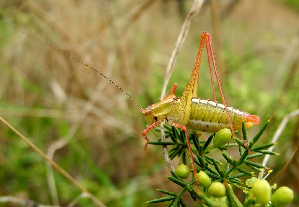 Brunner's Bright Bush-cricket