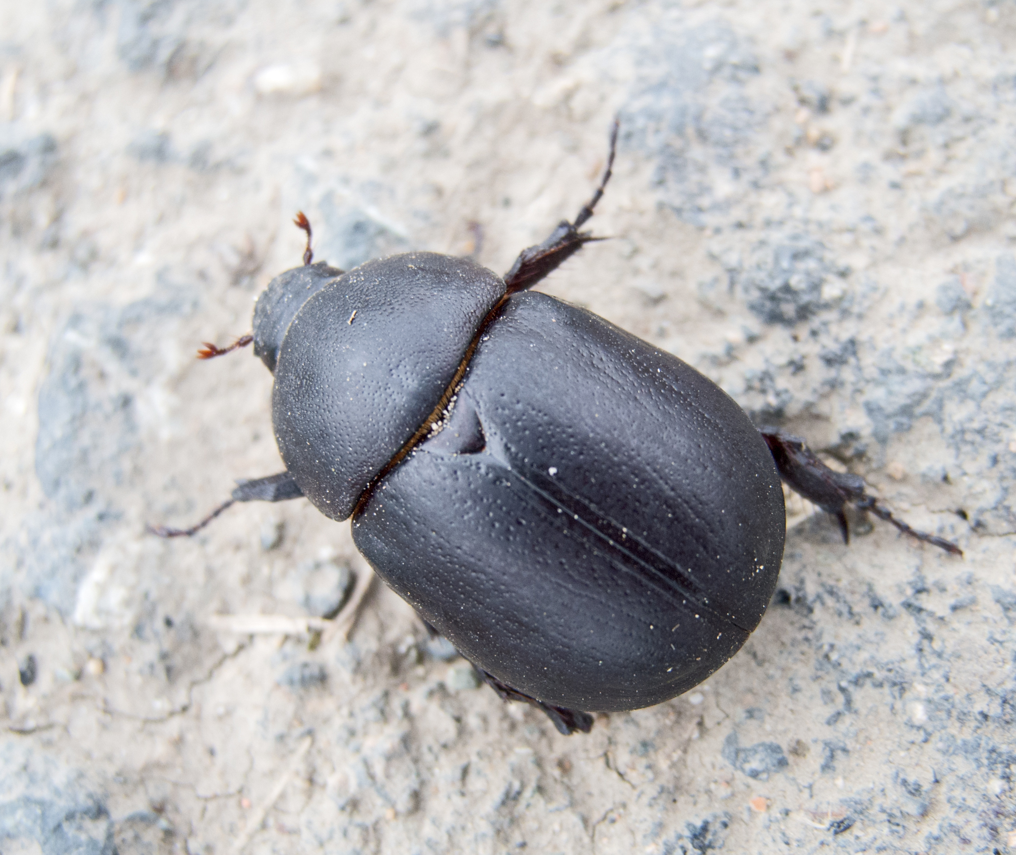 Pentodon