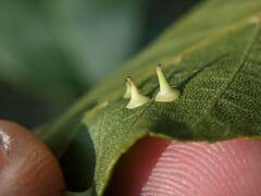 Caryomyia sanguinolenta