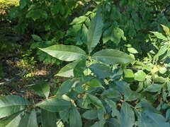 Caryomyia sanguinolenta