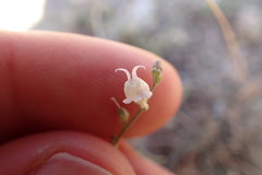Linaria corifolia