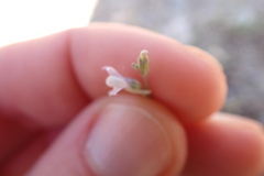 Linaria corifolia