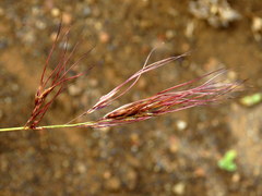 Aristida diffusa