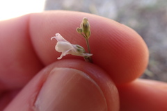 Linaria corifolia