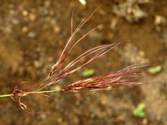 Aristida diffusa