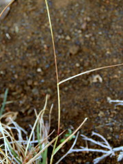 Aristida diffusa