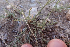 Linaria corifolia