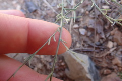 Linaria corifolia