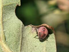 Dendrocoris humeralis