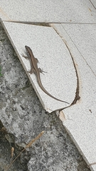 Podarcis muralis breviceps