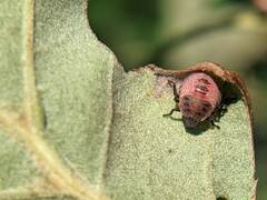 Dendrocoris humeralis