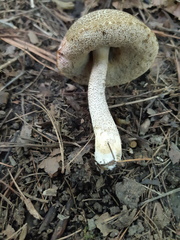 Leccinellum quercophilum