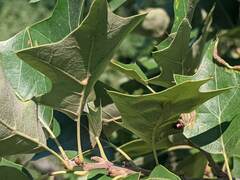 Dendrocoris humeralis